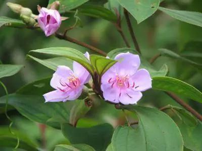 渗透着吴行鲜血的名字——王不留行