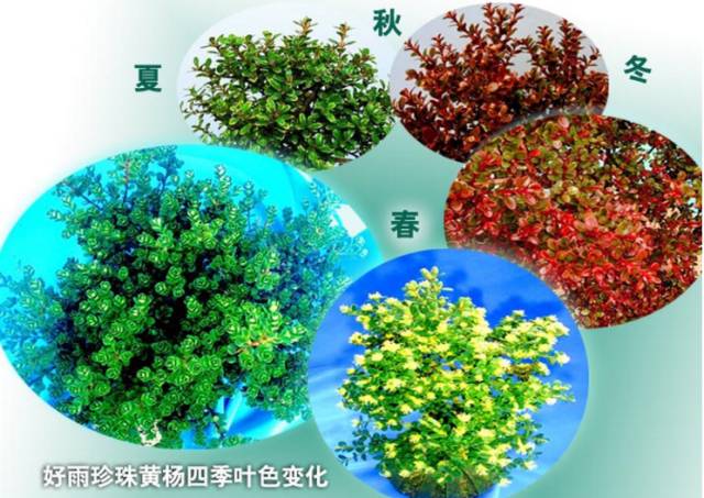 他的树一年只长一寸，但一年能销售300多万！