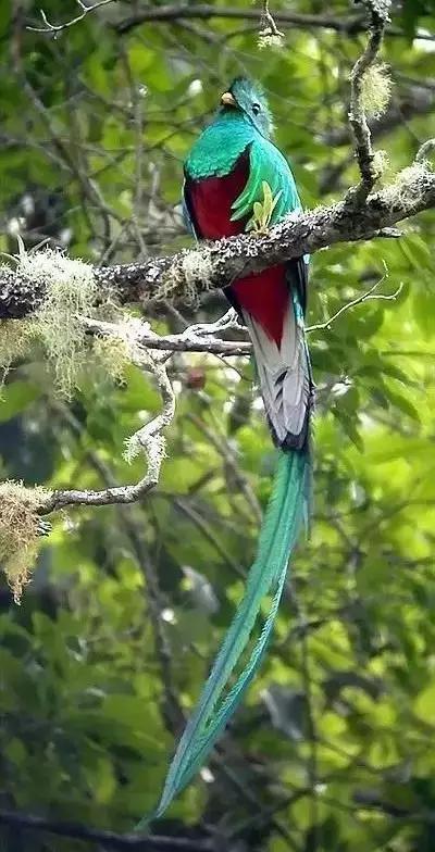 世界上数量最多的鸟类是,世界上飞得最高的鸟类是