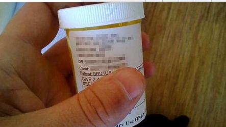 毛小孩吃药后突然倒地翻白眼，吓坏主人！结果却让人笑翻了