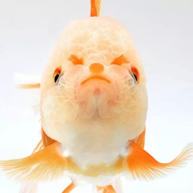 苹果7全新颜值担当，国粹金鱼替代泰国斗鱼?