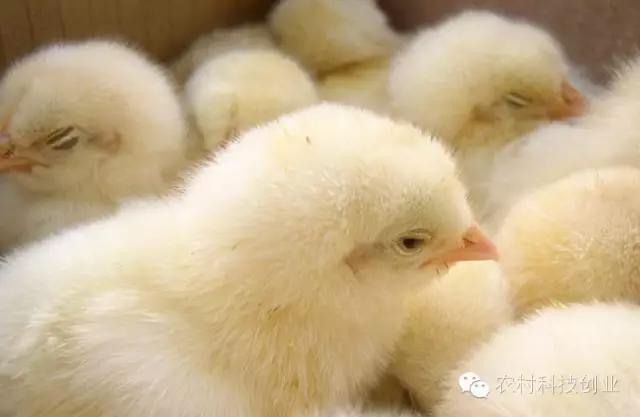 合适农村创业的小本点子,12个合适农村创业的小本项目