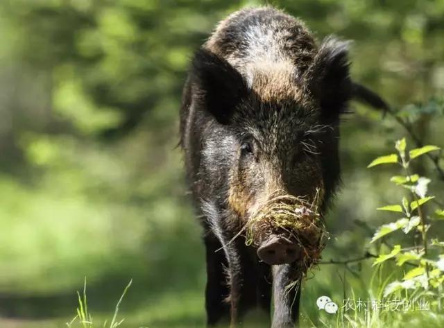 合适农村创业的小本点子,12个合适农村创业的小本项目