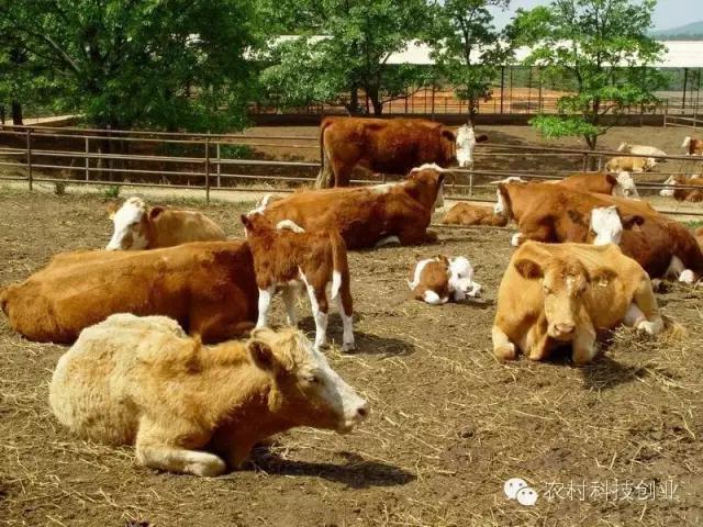 合适农村创业的小本点子,12个合适农村创业的小本项目