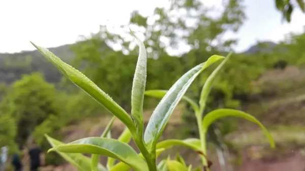 普洱茶熟茶制作流程图,做普洱茶如何入门