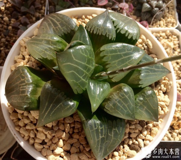 养多肉的心情治愈,养多肉其实也是养心情