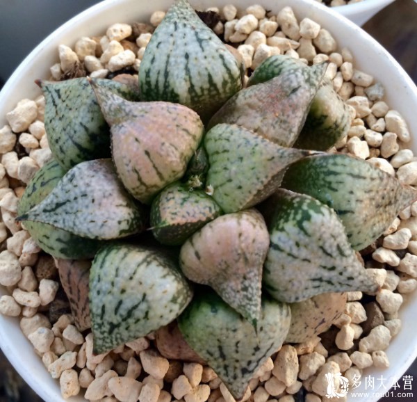 养多肉的心情治愈,养多肉其实也是养心情