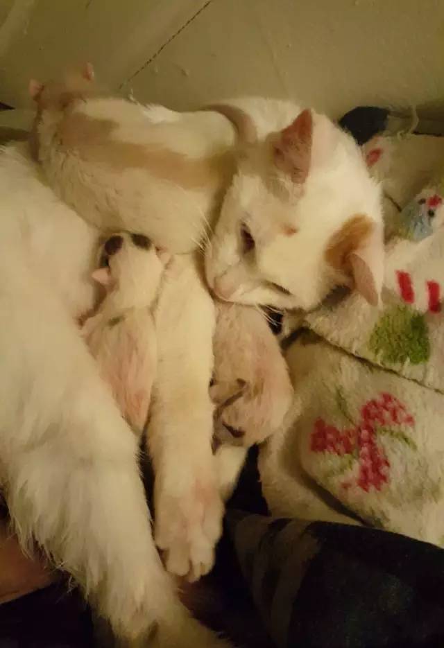 橘猫开门乱窜,橘猫跑到车里怎么办