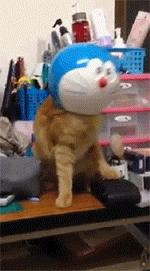 橘猫开门乱窜,橘猫跑到车里怎么办