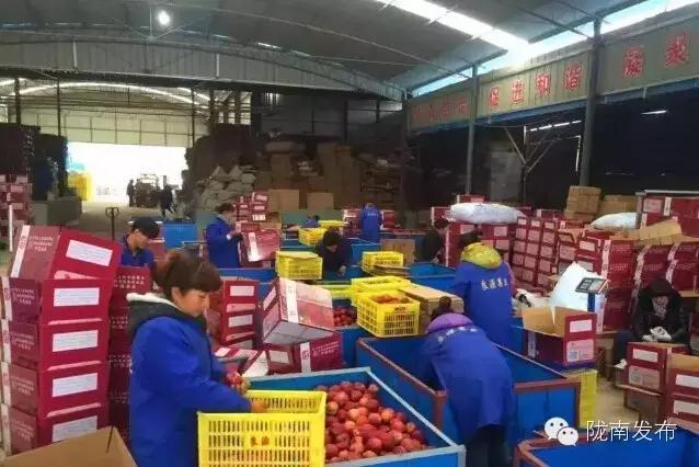 甘肃礼县花牛苹果滞销,电商悲情营销滞销苹果