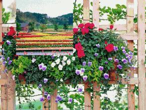 清热解毒润肺止咳生津止渴,生津润肺止咳还防感冒