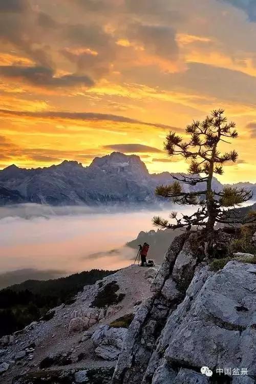 文人树盆景美不胜收,中国神奇的十大盆景