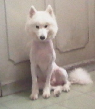 狗狗剃了毛毛后伤心没自信了，结果却因为这些原因重振威武