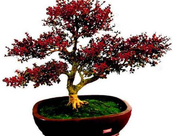 他的树一年只长一寸，但一年能销售300多万！