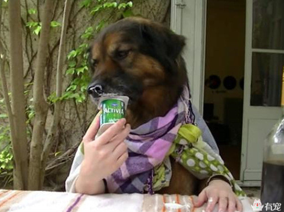 宠物之间的朋友圈 (朋友圈只晒宠物)