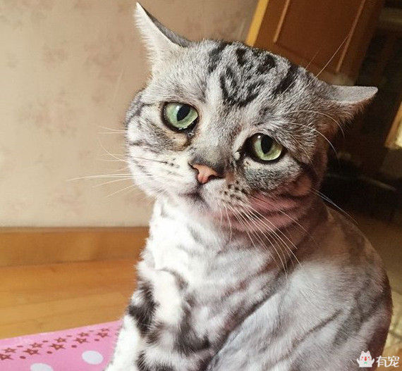 宠物之间的朋友圈 (朋友圈只晒宠物)