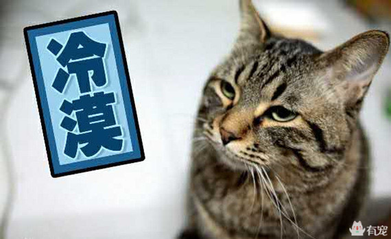 宠物之间的朋友圈 (朋友圈只晒宠物)