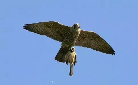 世界上数量最多的鸟类是,世界上飞得最高的鸟类是