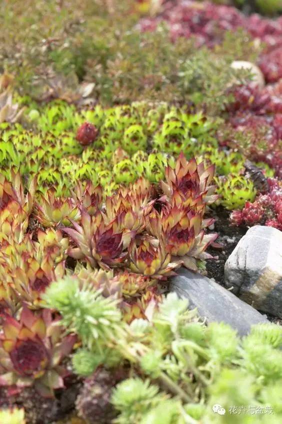 有一种植物叫长生草,长生草开花就死亡吗