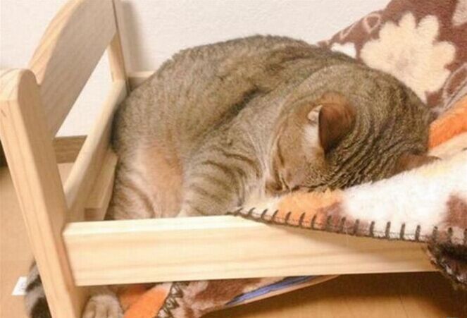 小猫太重在猫爬架摔下来,幼猫被重物砸蜷缩在角落