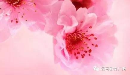 清热解毒润肺止咳生津止渴,生津润肺止咳还防感冒