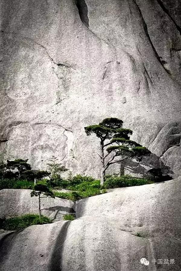 文人树盆景美不胜收,中国神奇的十大盆景