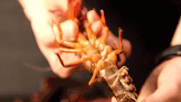 就算你开着玛莎拉蒂，*博兰**基尼也不一定能吃到她家龙虾，每天就这