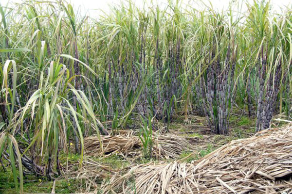 这是以甘蔗为原料酿出来的蒸馏烈酒
