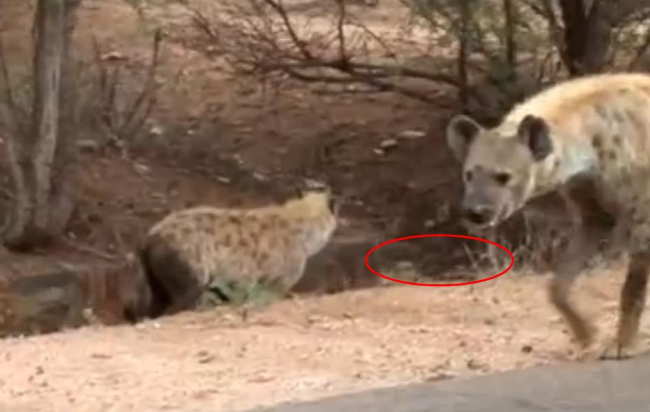 蜜獾单挑鬣狗群非洲二哥,蜜獾不大但敢与狮子鬣狗抗衡