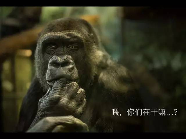 如何迅速做出叫好又叫座的PPT？学生*党**的老大难问题终于有解了！