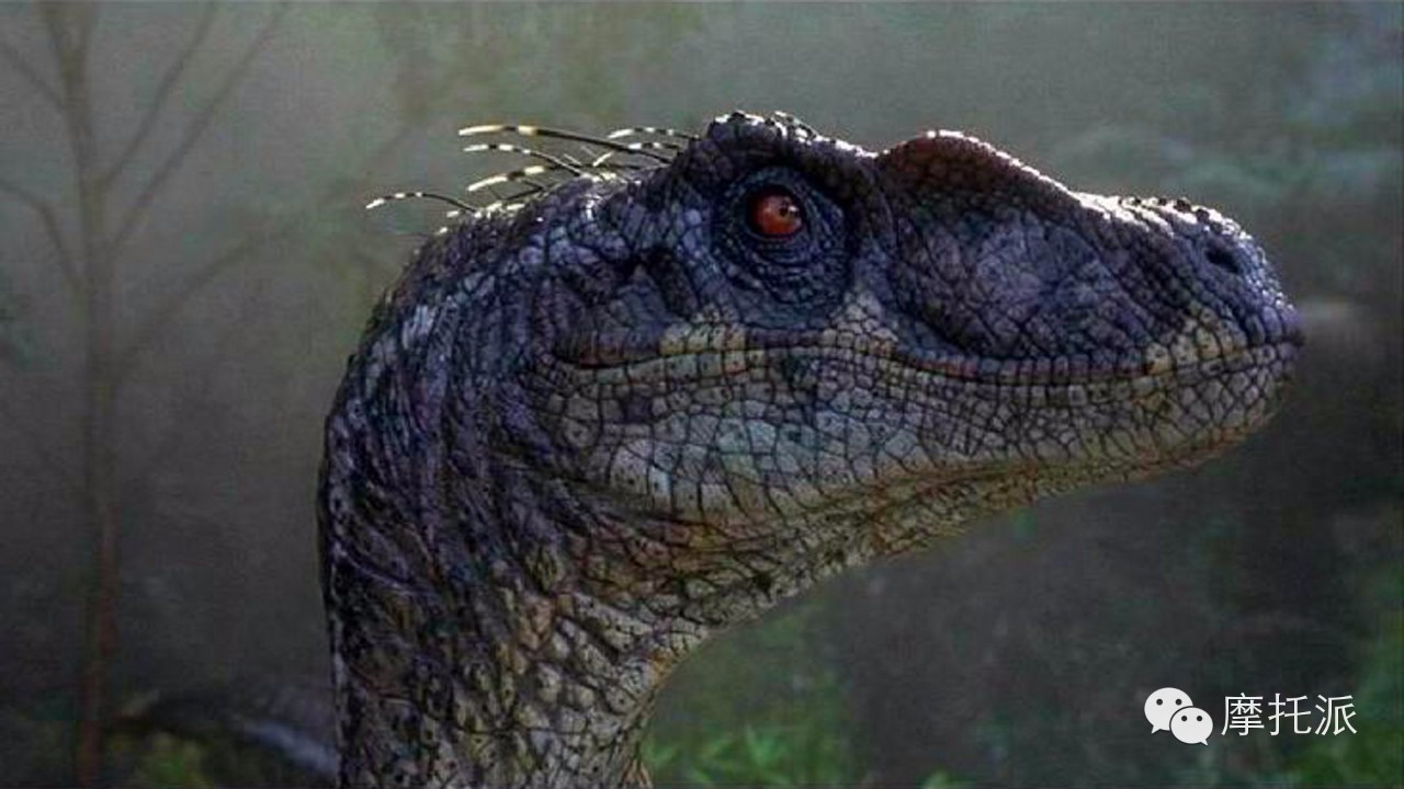 贝纳利小暴龙暴力吗,贝纳利小暴龙最详细的介绍