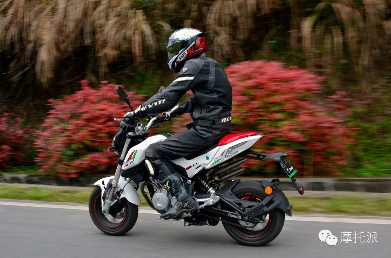 贝纳利小暴龙暴力吗,贝纳利小暴龙最详细的介绍