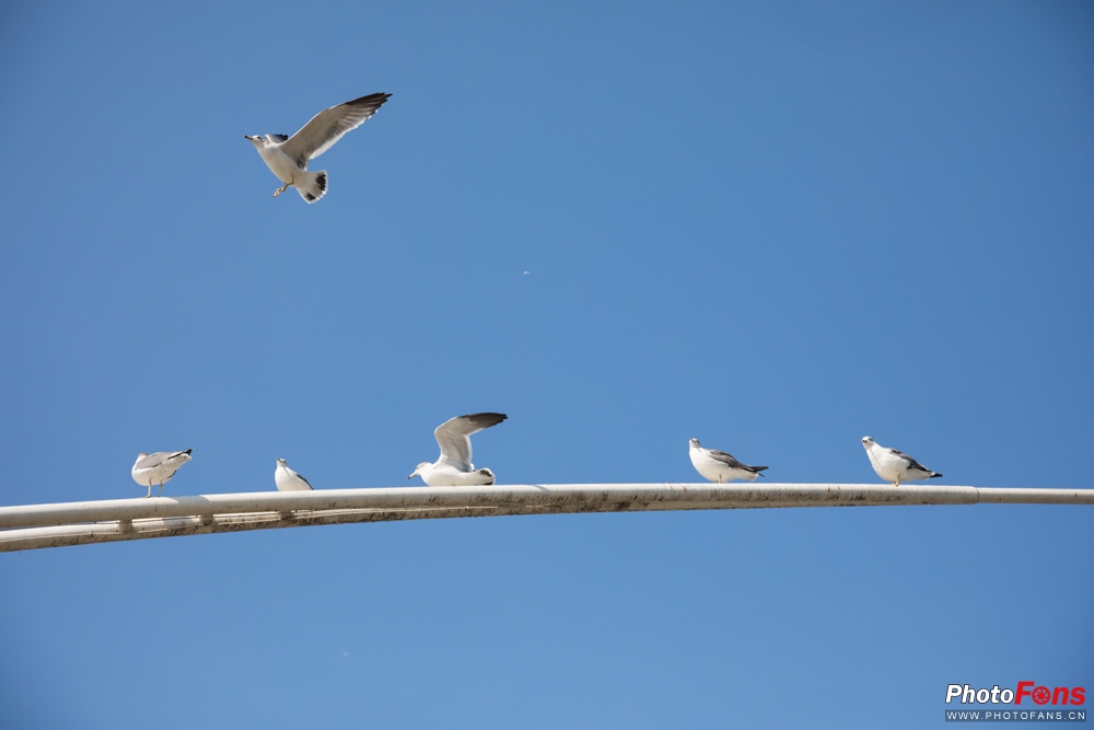 适马18-50mmf2.8缺点和不足,适马24-70f2.8和适马三剑客怎么选