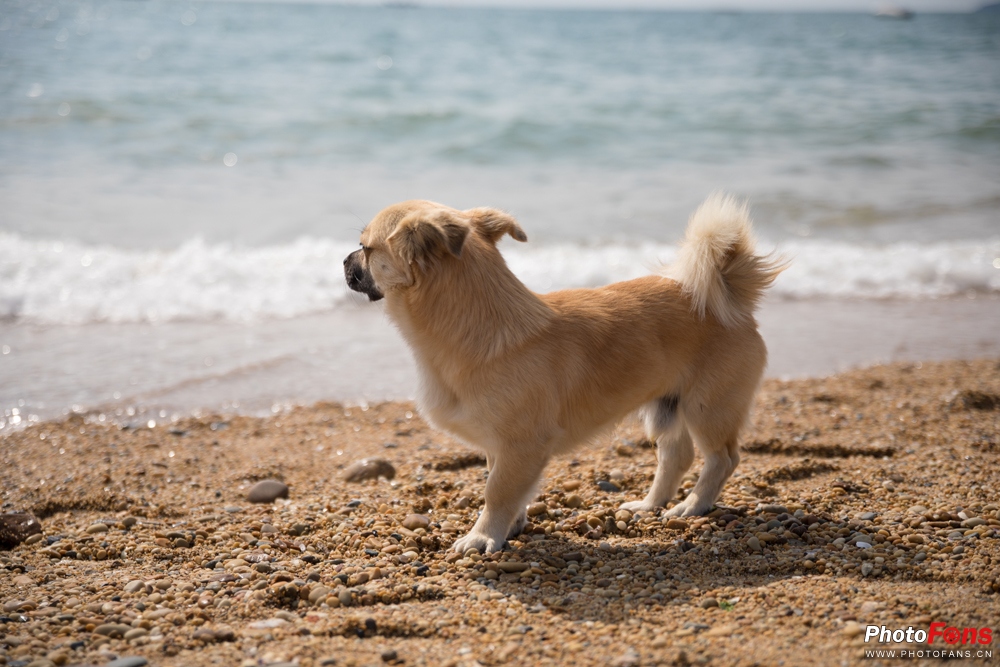 适马18-50mmf2.8缺点和不足,适马24-70f2.8和适马三剑客怎么选