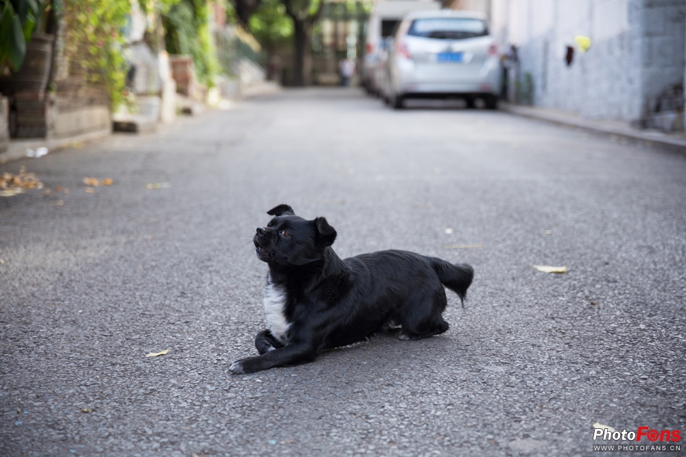 适马18-50mmf2.8缺点和不足,适马24-70f2.8和适马三剑客怎么选