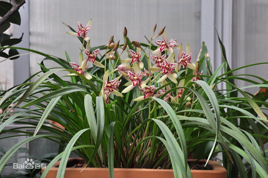 贵州省最名贵十种兰花,最名贵十种兰花剑阳蝶