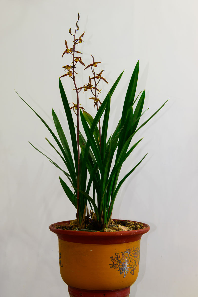 贵州省最名贵十种兰花,最名贵十种兰花剑阳蝶