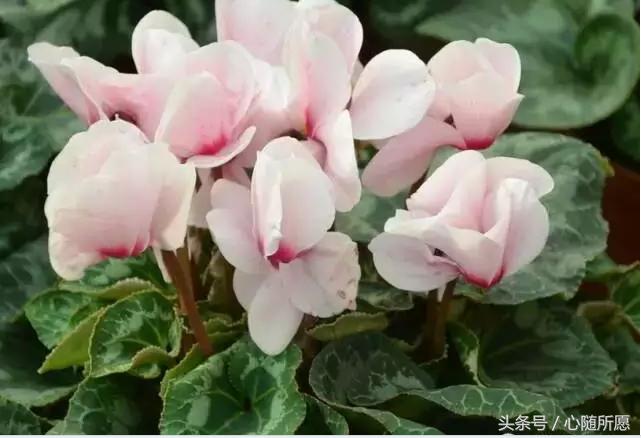 维生素e外用能够淡化胎记吗,美容维生素e