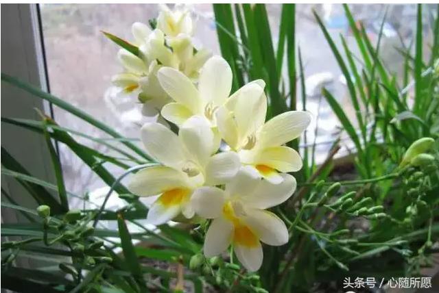 维生素e外用能够淡化胎记吗,美容维生素e