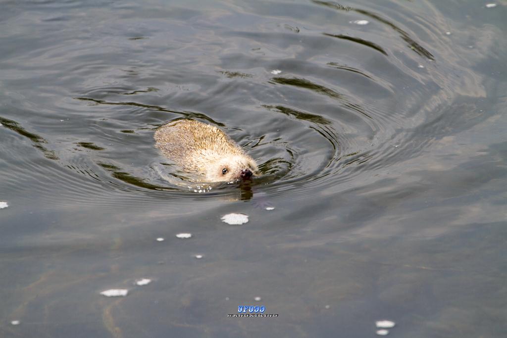 东北五仙刺猬报恩,刺猬仙报恩故事大全