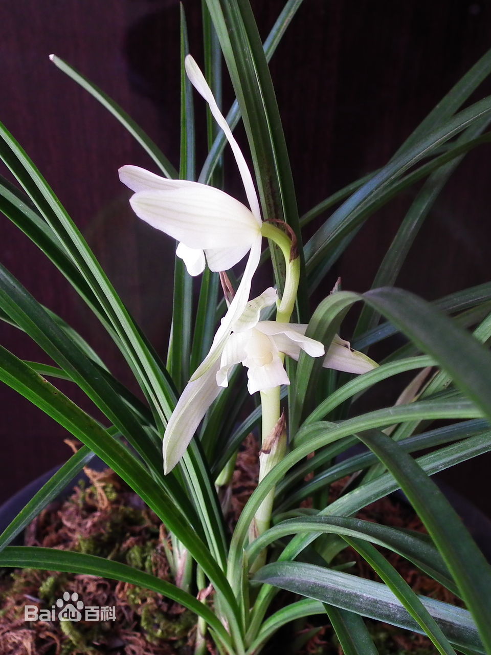 贵州省最名贵十种兰花,最名贵十种兰花剑阳蝶