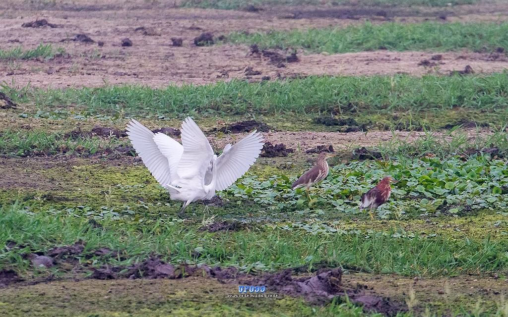 东北五仙刺猬报恩,刺猬仙报恩故事大全