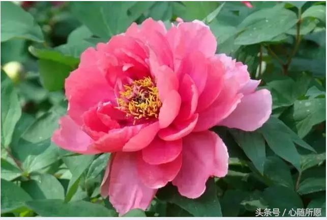 维生素e外用能够淡化胎记吗,美容维生素e