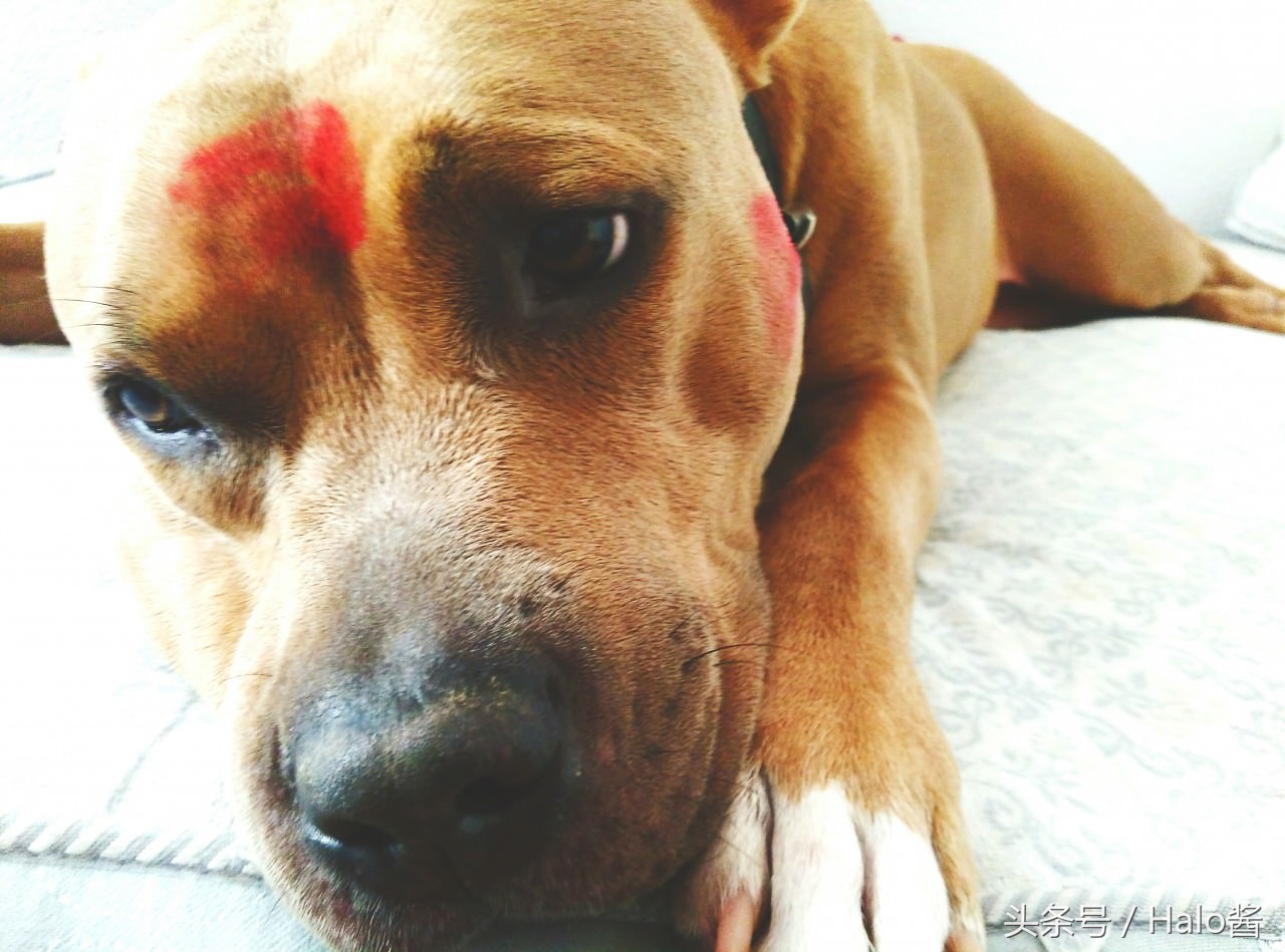 欧美流行在狗狗脸上吻满唇印，兽医：小心唇膏含有害金属！