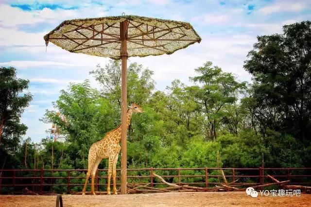 济南野生动物世界一日游自驾,济南野生动物世界一日游攻略