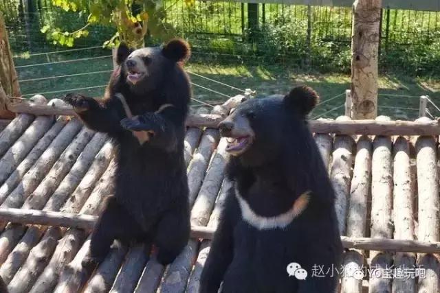 济南野生动物世界一日游自驾,济南野生动物世界一日游攻略