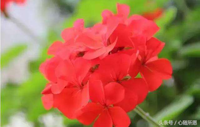 维生素e外用能够淡化胎记吗,美容维生素e