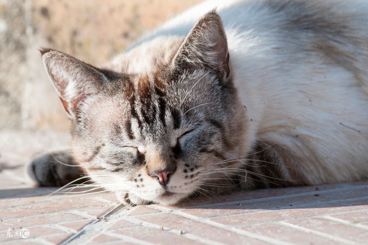 熬夜的伤害有多大？吃点这些中成药可缓解一下~