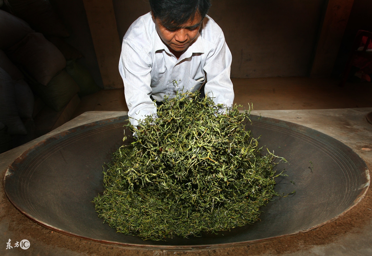 普洱茶的采摘过程图片,普洱茶采摘点和方法