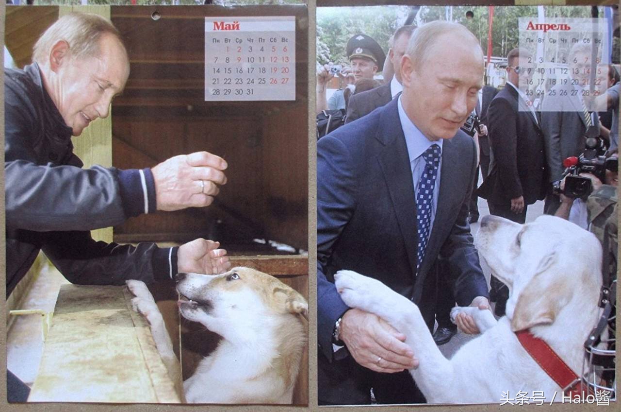 普京的所有狗狗照片,普京和他的柴犬